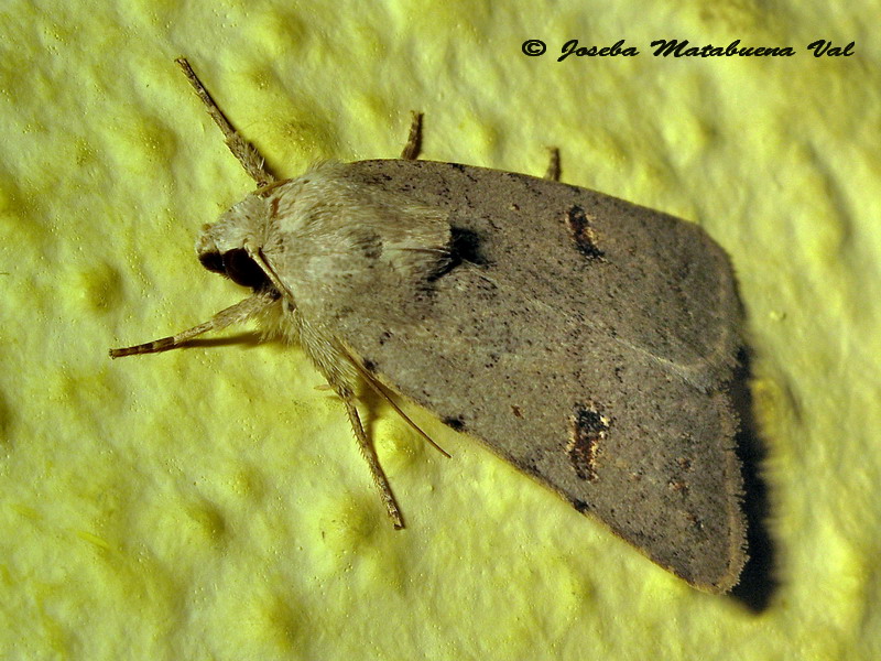 Caradrina (Platyperigea) cfr. kadenii - Noctuidae